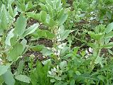 Broadbeans 2 